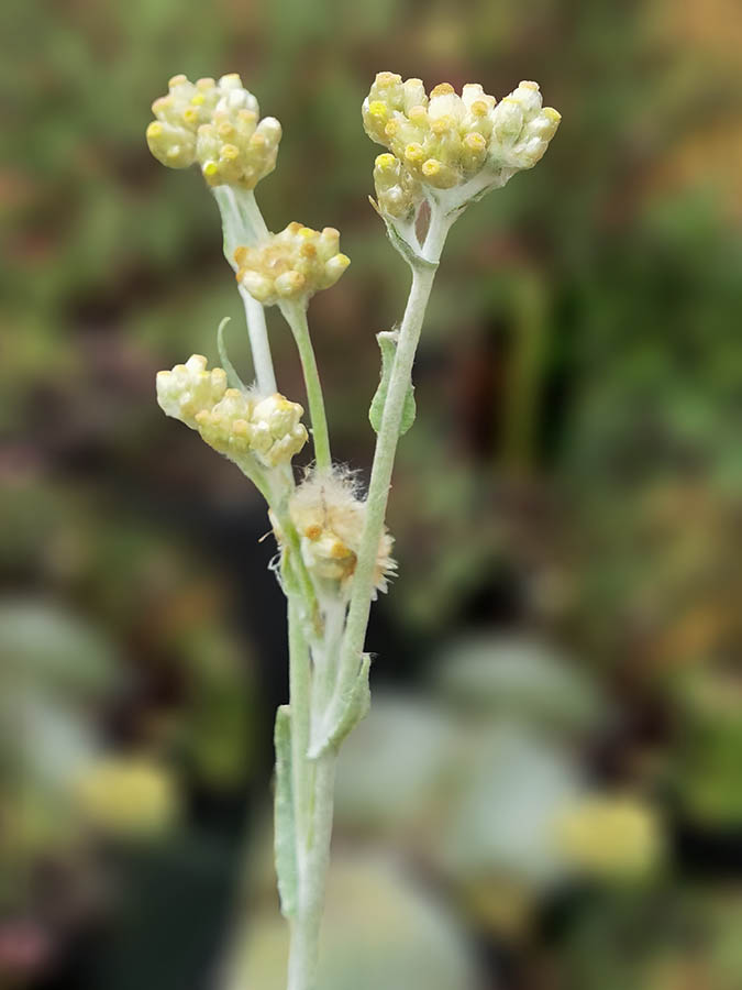 Gnaphalium uliginosum